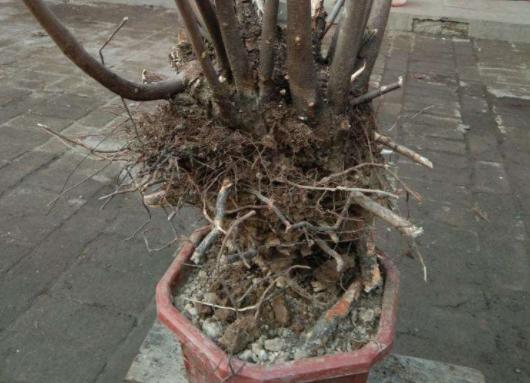 黄栌根腐病,黄栌枯萎病