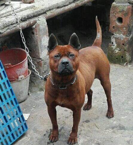 中国本土猎犬犬种有哪些,川东猎犬杂交广西猎犬