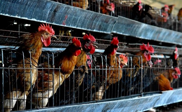 笼养鸡散养多久可以改变肉质,散养鸡和笼养鸡的区别