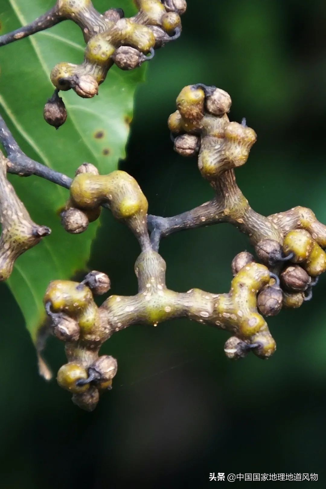 陕西水果第一大省有什么水果,陕西盛产水果吗