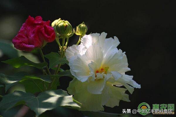 芙蓉花开花季节怎样养护,芙蓉花什么季节栽最好活