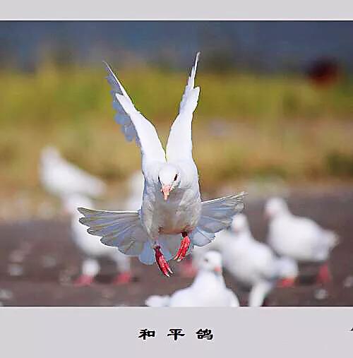 和平鸽~和平、友谊、团结、圣洁的象征