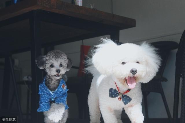 狗狗想念主人会做什么,狗狗恨主人时它会做出5个举动