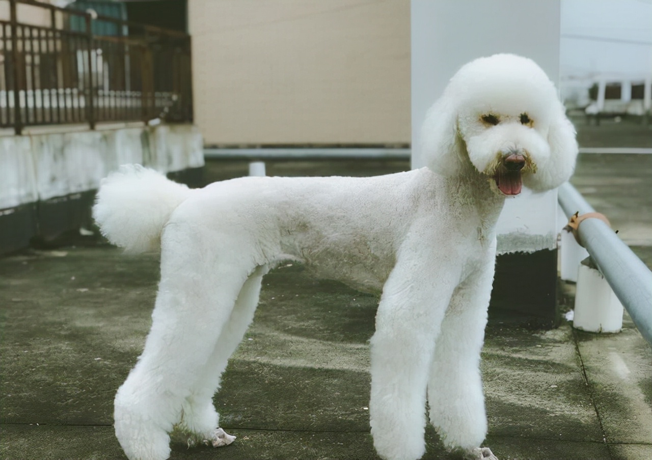 巨型贵宾犬怎么才能养胖,瘦巨型贵宾犬