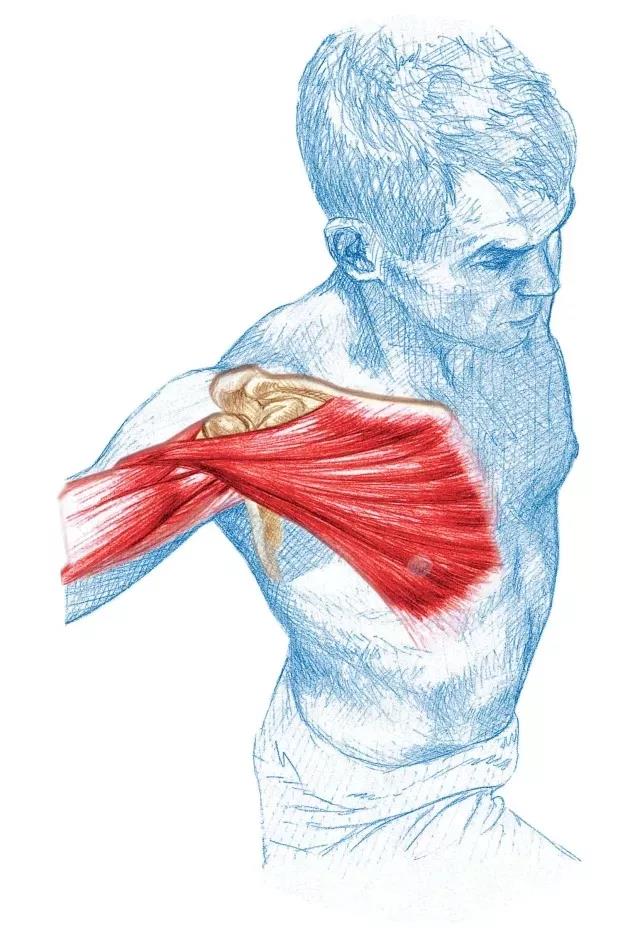 游泳减肥的方法和技巧,怎么游泳燃脂效率最高