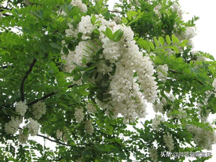 家乡的洋槐花纯天然,家乡的洋槐花