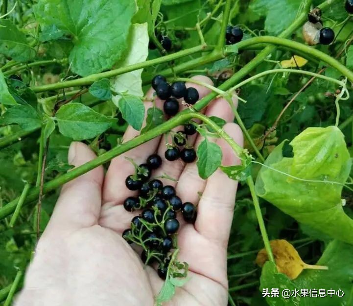 国内好吃的热带水果有哪些,小众水果推荐