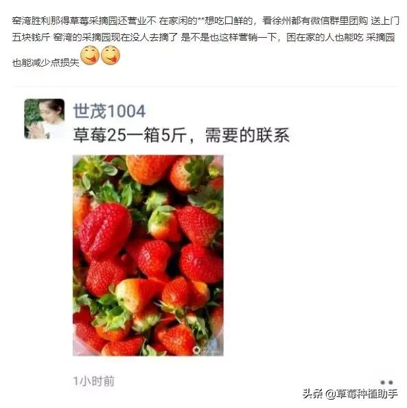 疫情下草莓滞销,草莓熟了因为疫情卖不掉怎么办