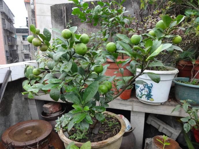 容易养的观叶盆栽,哪些阳台盆栽观花观叶也观果