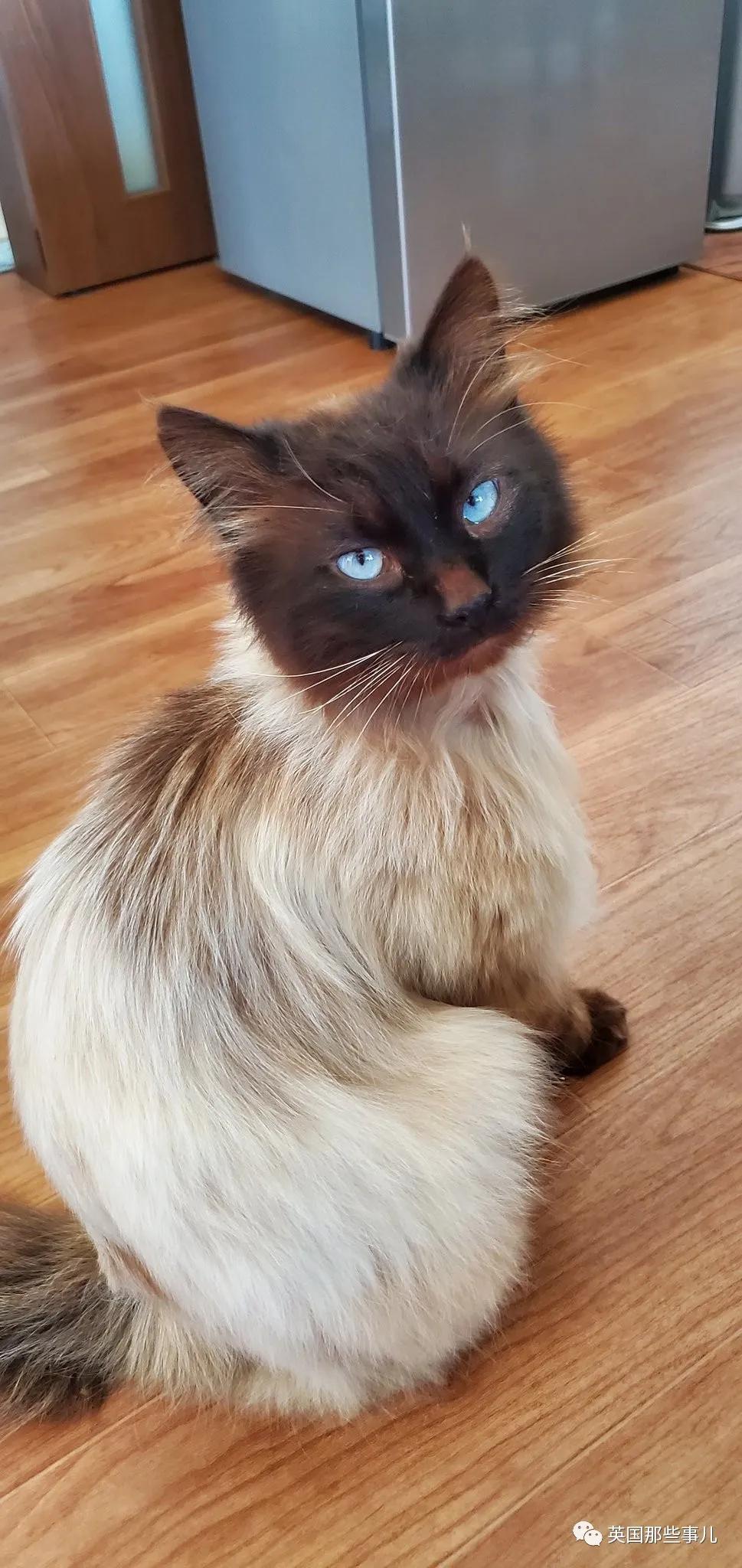 养暹罗猫会得什么病吗,养暹罗猫就像开盲盒