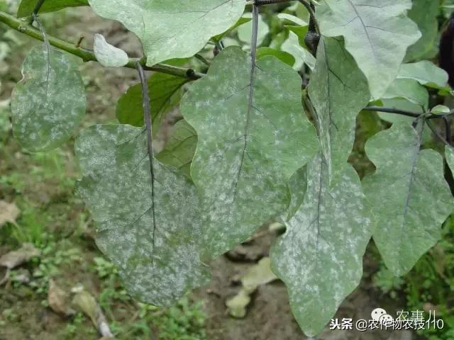 种茄子的六个步骤简短文字,种茄子的基本知识