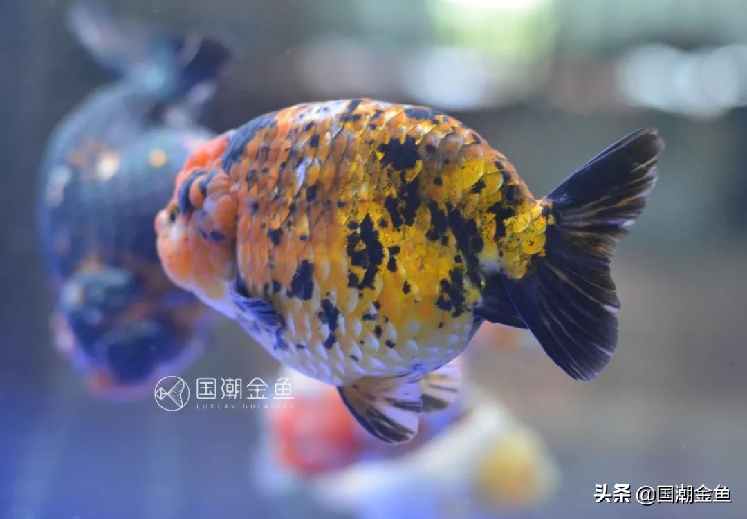 养鱼春季预防,养鱼攻略新手金鱼