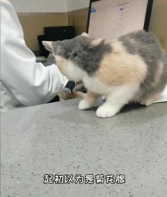 “我半夜不小心摸了猫的肛门腺，被臭到当场裂开！”