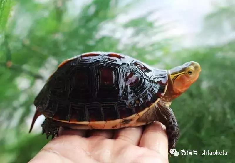 黄缘乌龟宠物,黄缘龟喜欢的植物