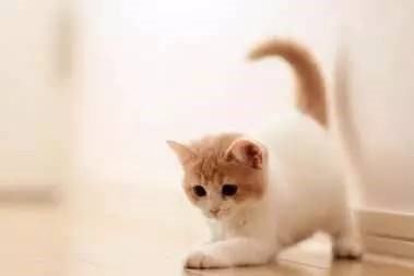 如何发现猫咪忍受疼痛,喵星人有哪些迷惑行为