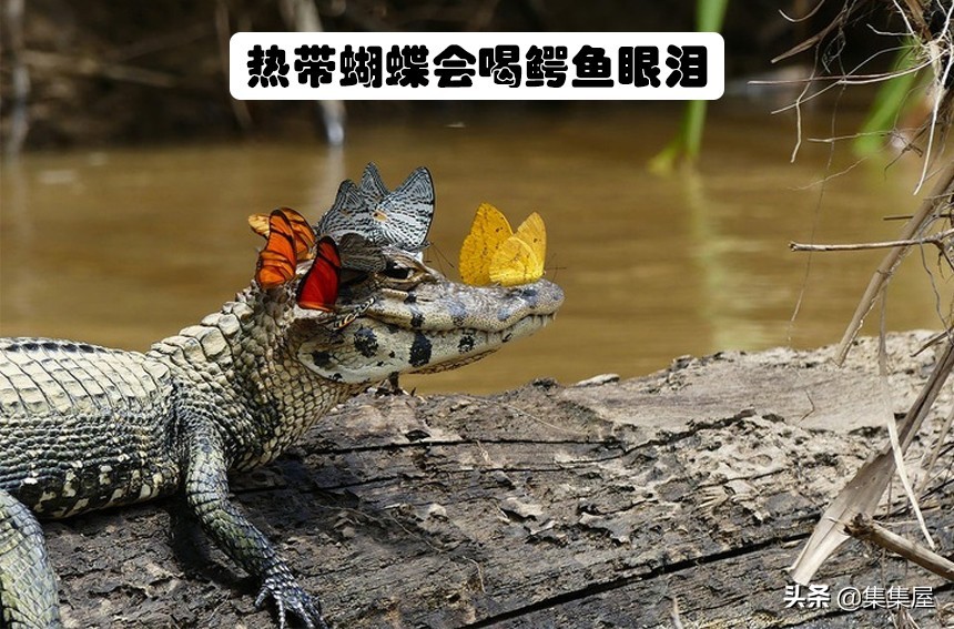 生物学的惊天大秘密,你不可不知的五十个生物学知识