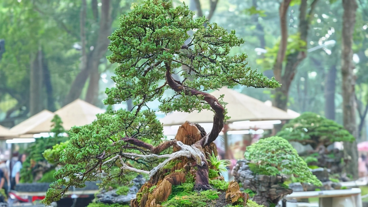 盆景枯萎怎样自救,大小盆景黄叶烂根怎么处理