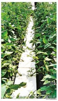 了解无土栽培的相关知识,有关无土栽培技术的详细内容资料