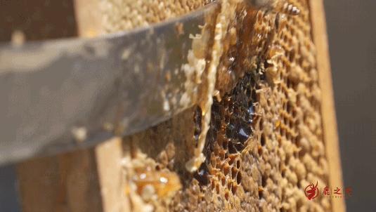 老贵阳烤鸡方法与技巧,炭火烤鸡用什么配料最好吃