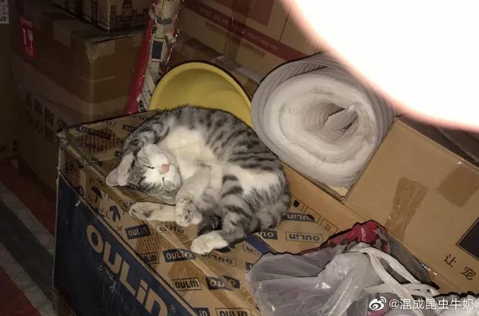 猫咪患上怪病久治不愈生命垂危,医生:打一顿就好了!