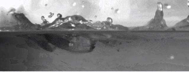 直立奔跑的壁虎,壁虎为什么能在水面上