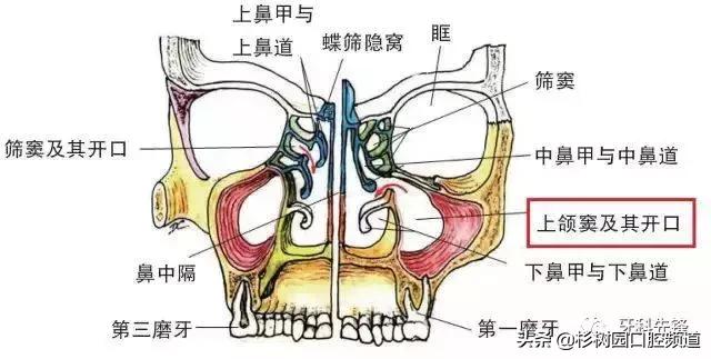 牙疼的滋味没人能理解,牙疼的痛苦有谁能够体会