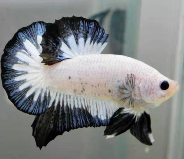 饲养观赏鱼需要哪些滤材,饲养观赏鱼时水族箱有哪些要求