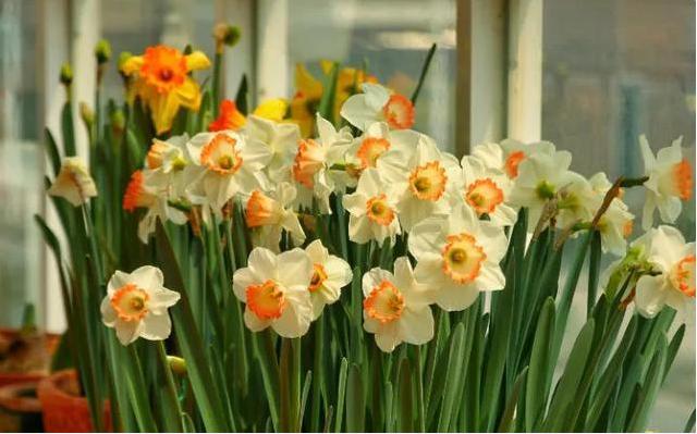 这4种花只要水就可以养活,家中水养的15种花