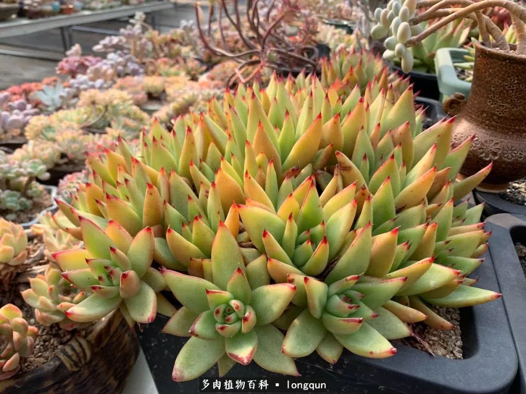 探访韩国肉锥大棚,记一次走访纪录片