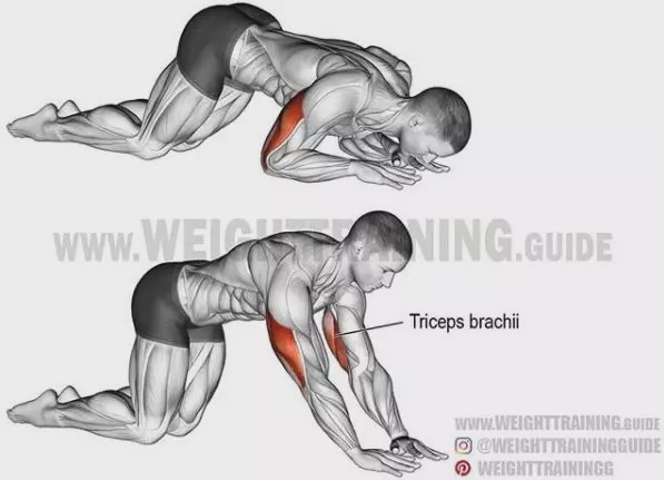 胸肩背臂腿腹训练动作,腰臀肌肉训练方法