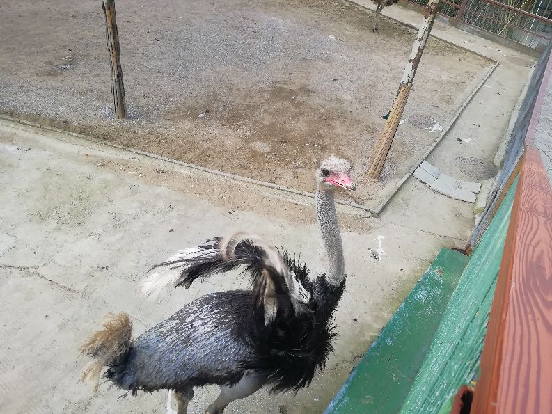 洛阳栾川竹海野生动物园值得去吗,洛阳栾川竹海野生动物园都有什么