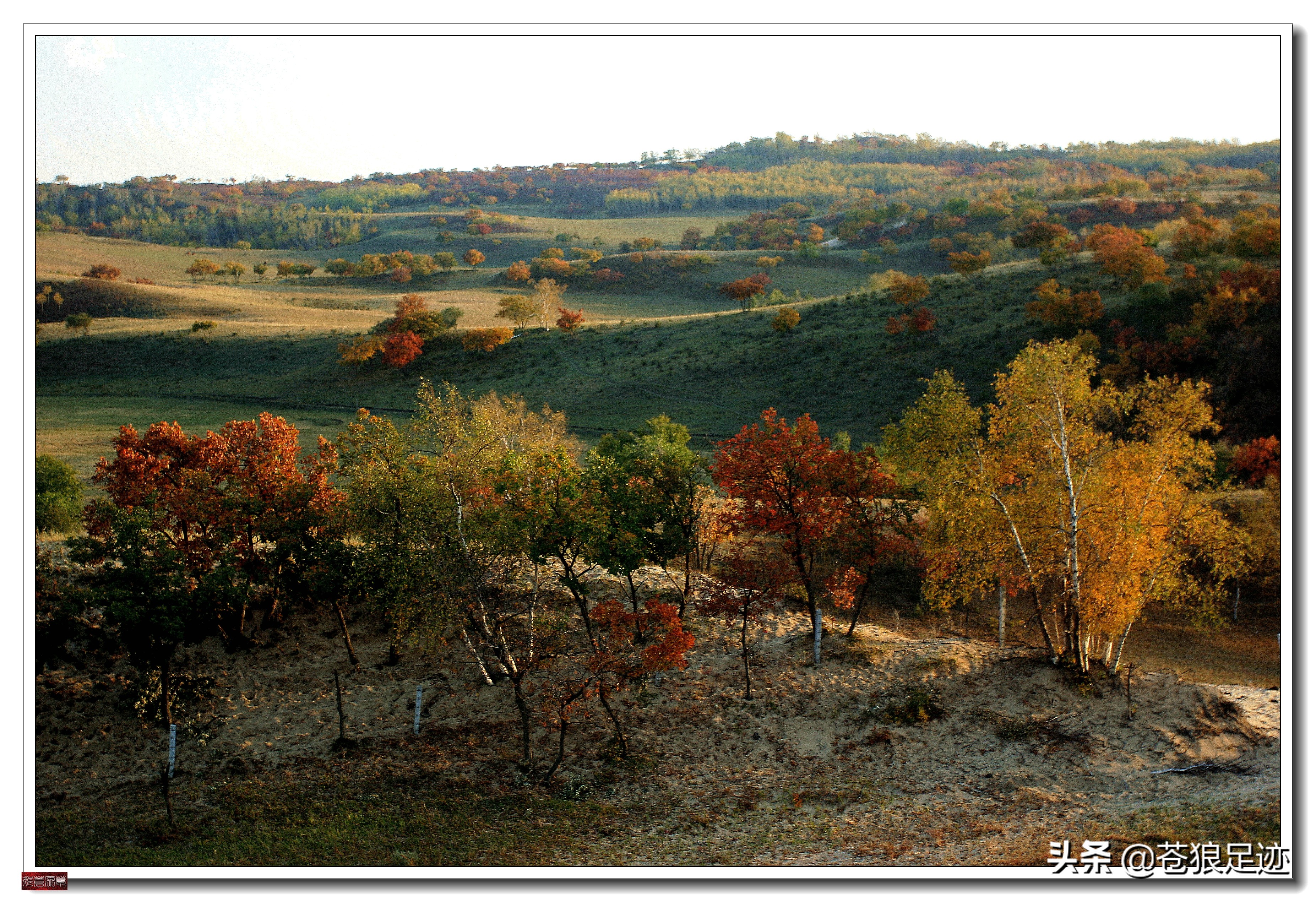 美丽的贡格尔草原风光无限,贡格尔草原上的牛羊的视频