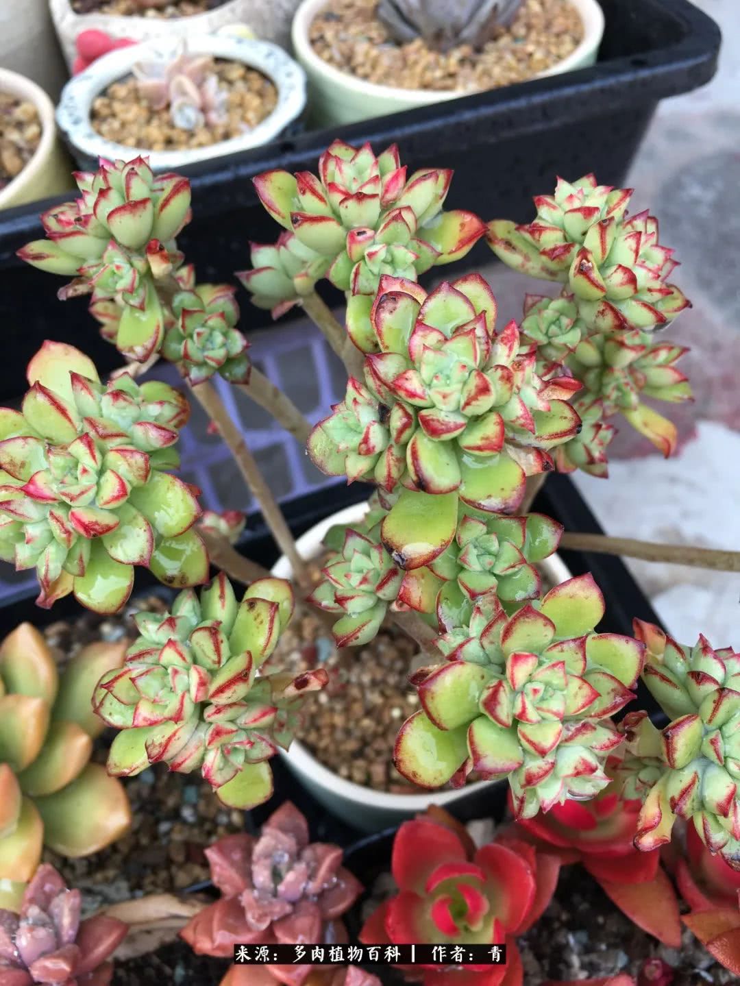 入坑多肉无法自拔,沉迷多肉无法自拔