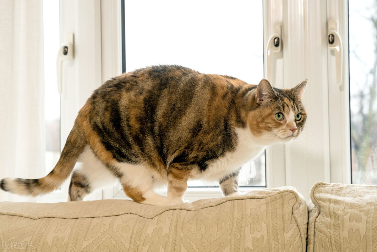 猫咪拉稀怎么快速解决方法,养宠经验猫咪拉屎比较硬