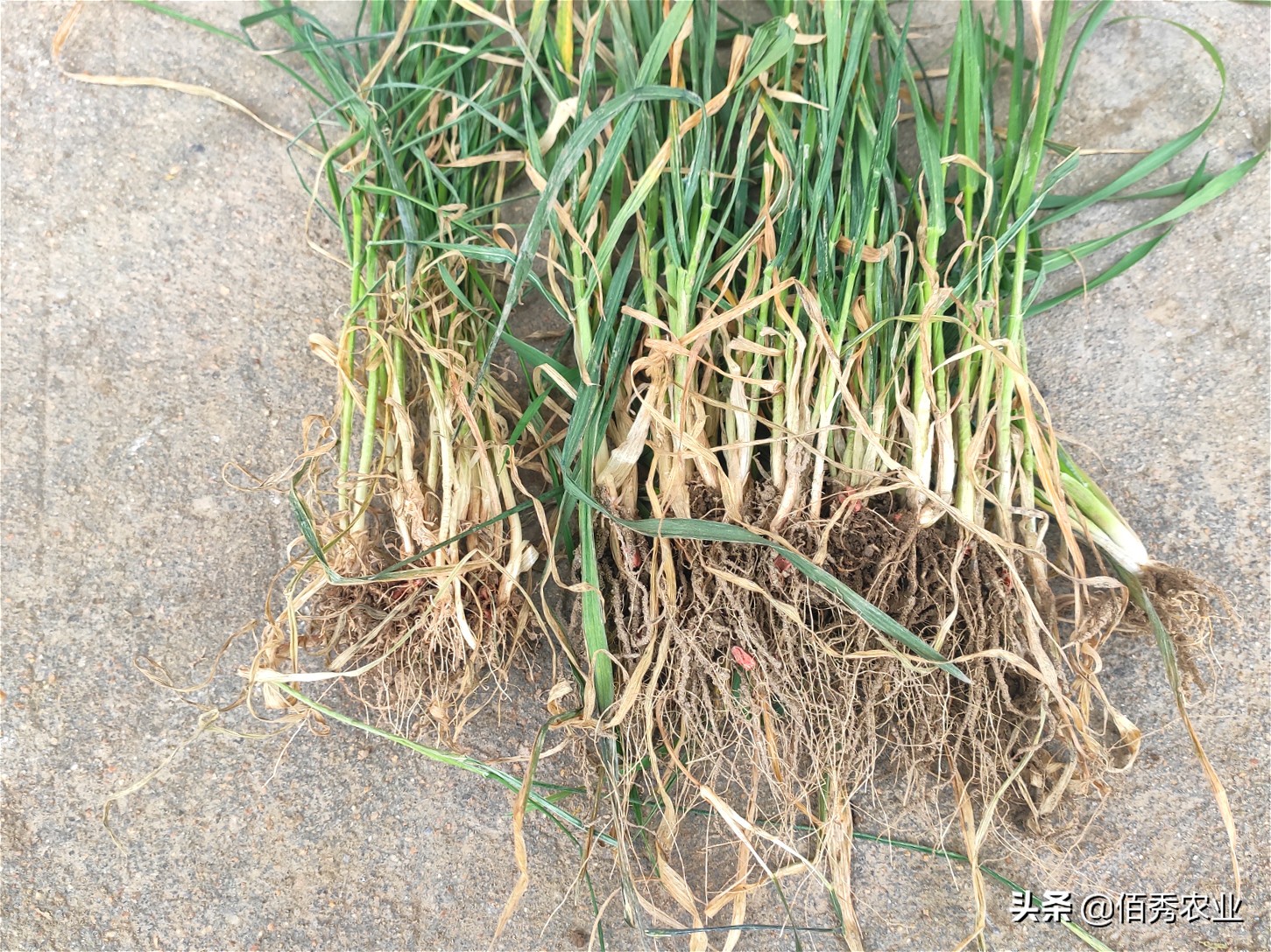 小麦刚出苗发黄怎么治,农田小麦发黄生长过程