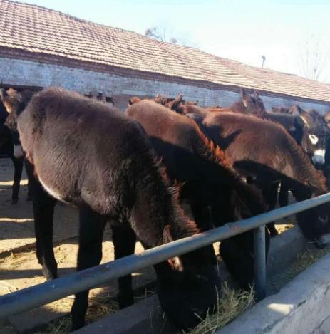 肉驴怎么饲养最好养活,肉驴饲养方法视频