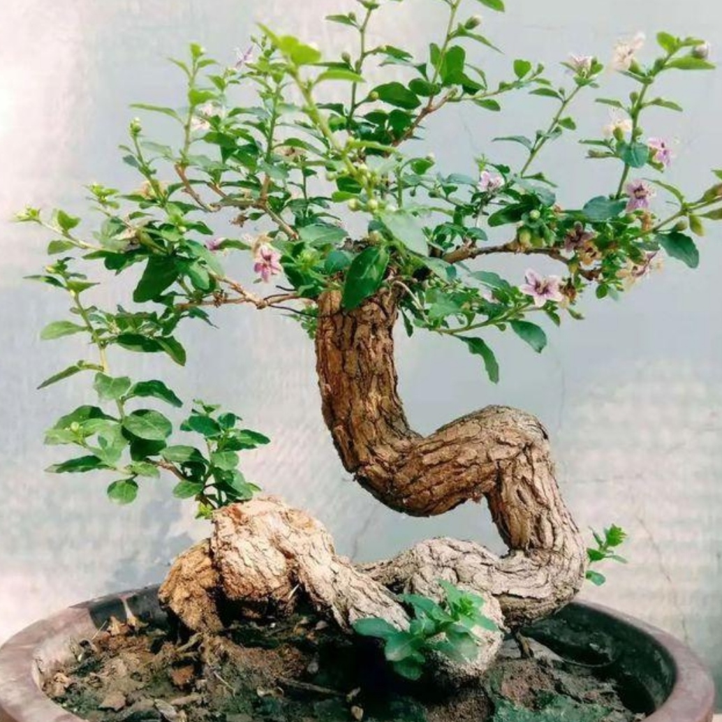 附石盆景哪种树最适合,一般盆景种树都用什么植料