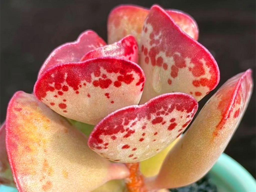 带斑点的多肉有哪些,有气质的多肉