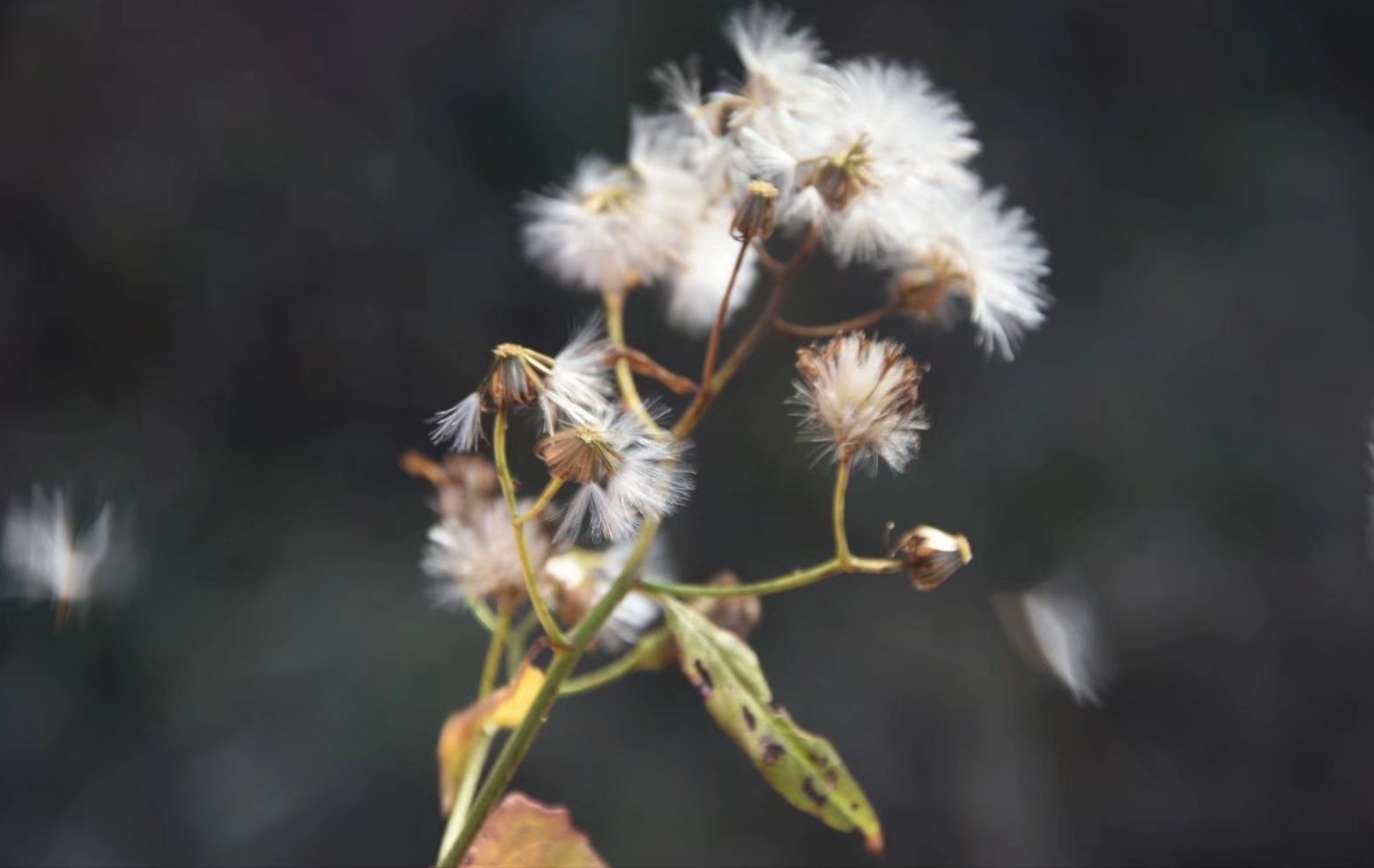 黑暗时期黎明的曙光,黑暗时代的光亮解析
