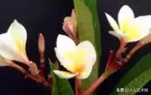 全国56市市花太美了的视频,中国56市市花图片