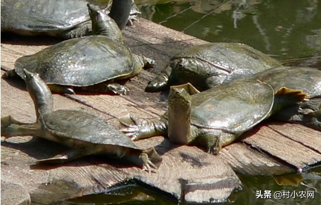 在农村创业养殖做什么生意能赚钱,返乡养殖小本创业什么项目好