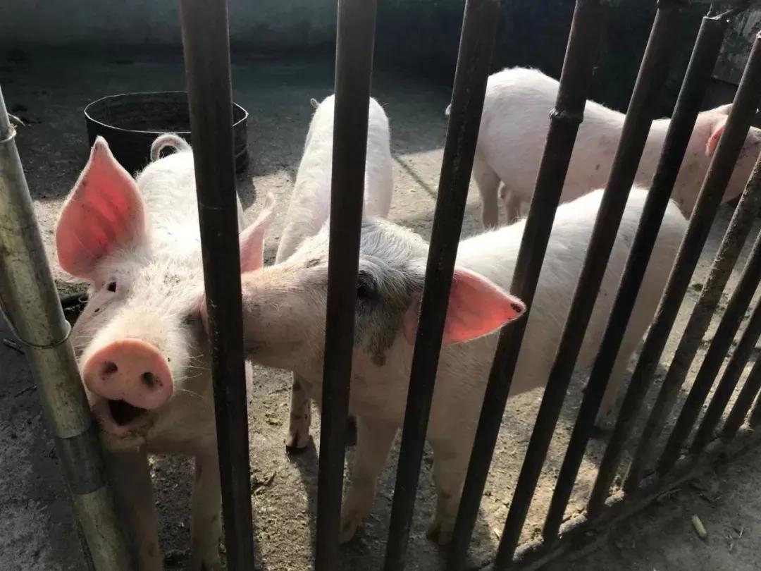 2020年江苏上半年经济运行情况,2020江苏一季度经济数据