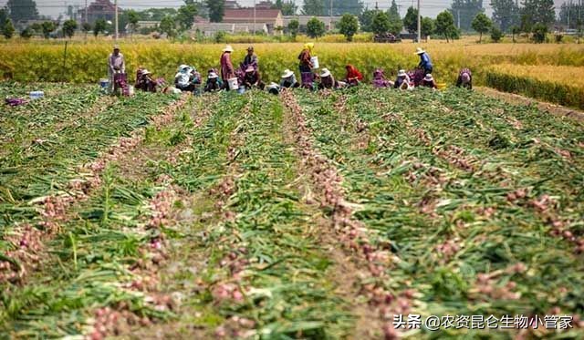 洋葱红根病的防治方法,洋葱黄叶烂根是怎么了