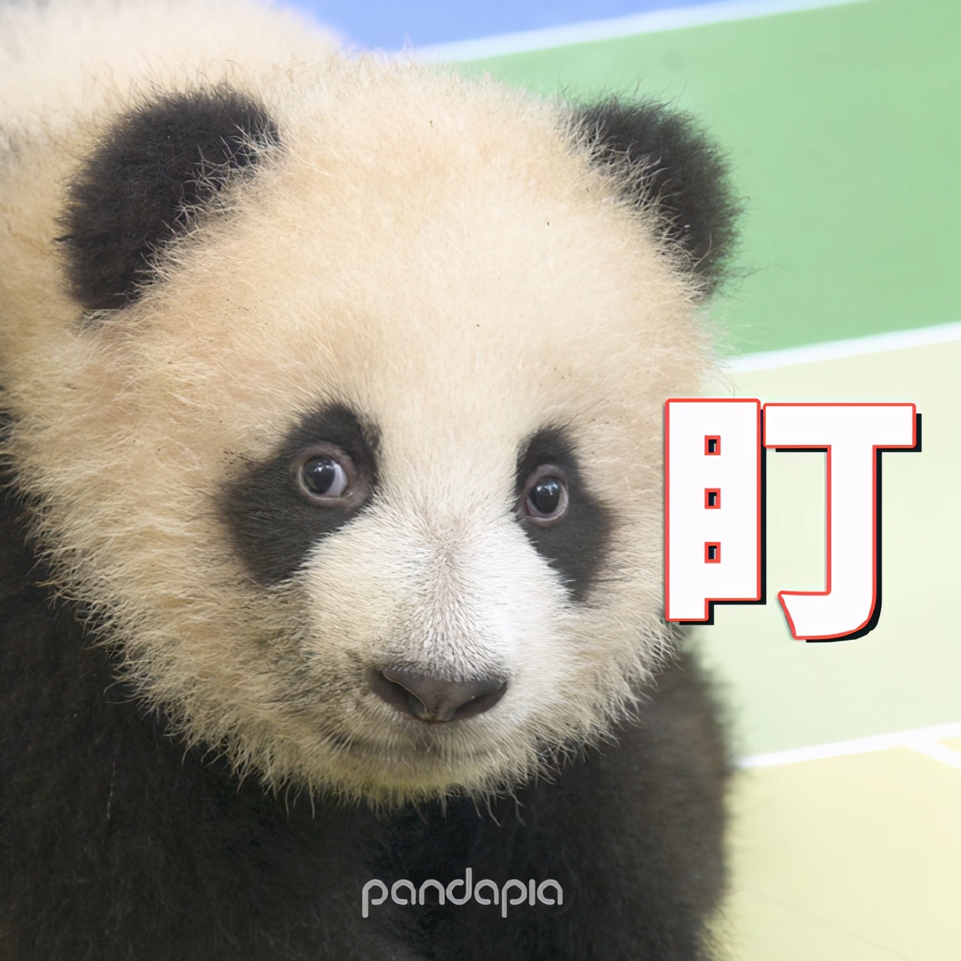 出彩“滚滚”|每一只熊猫都是潜力股......