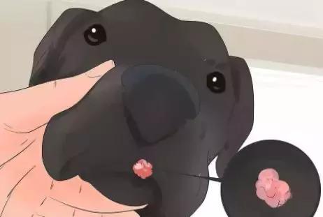 狗狗身上瘊子怎么去除,狗狗身上的斑点怎么去除