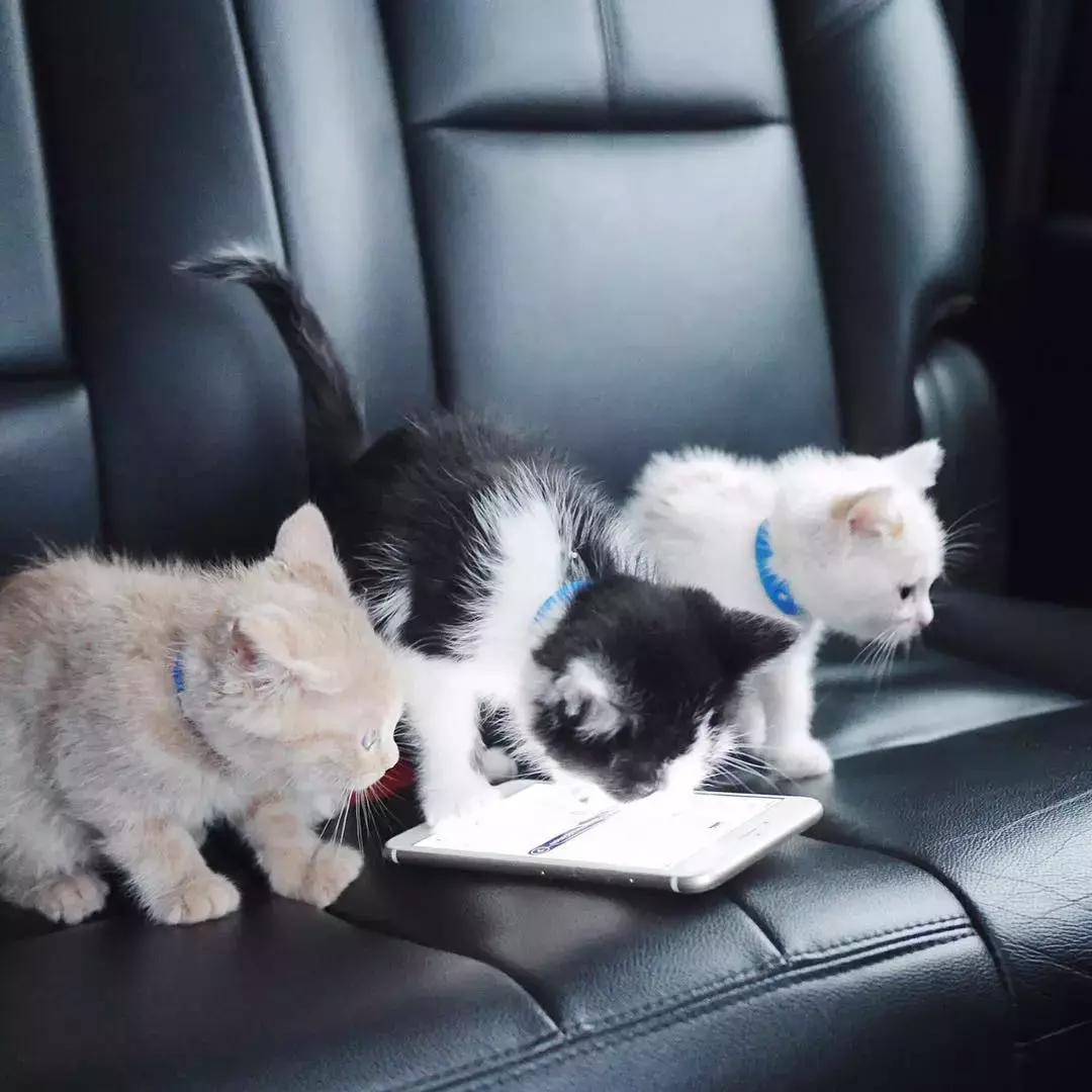 老佛爷去世，他那只年挣300万欧元的猫将继承他的遗产？！