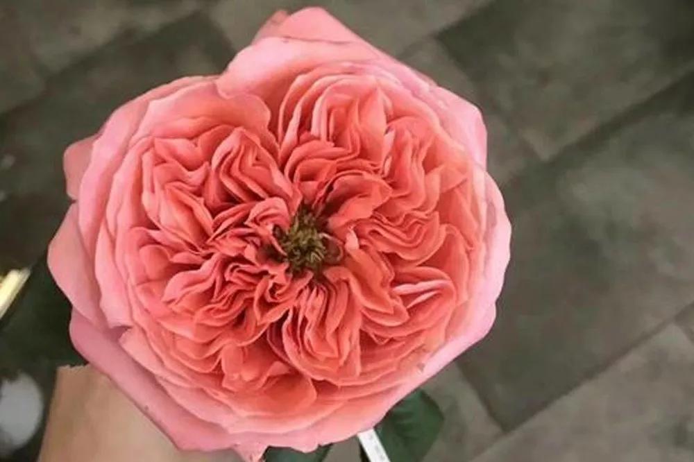 花店必备的5款玫瑰,花店常用的10款玫瑰花是哪些品种