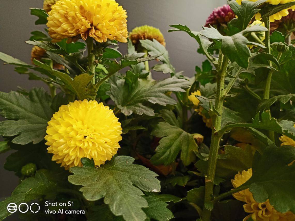 同价位华为和vivo怎么选,vivos15e和华为nova6哪个好