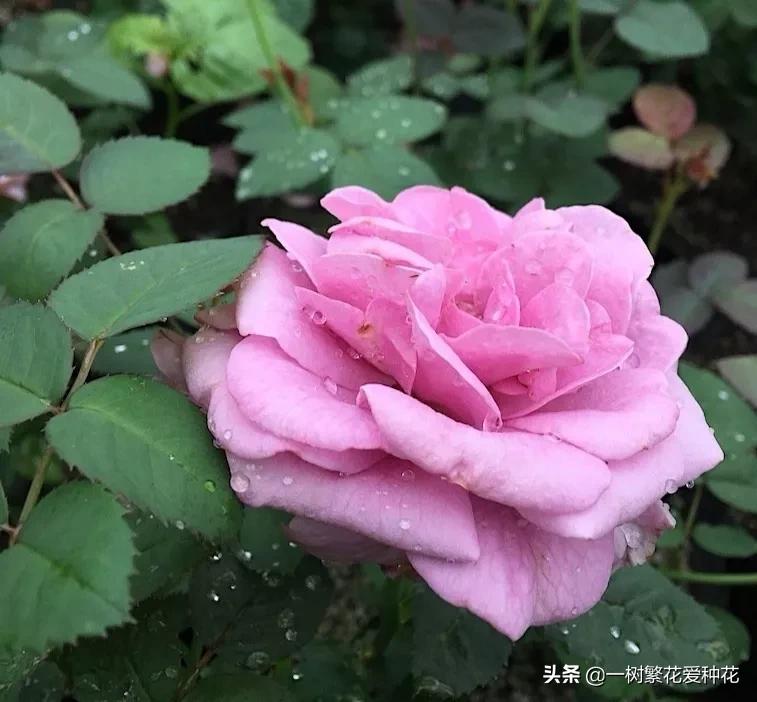 蓝紫青龙月季优缺点,天狼蓝紫月季