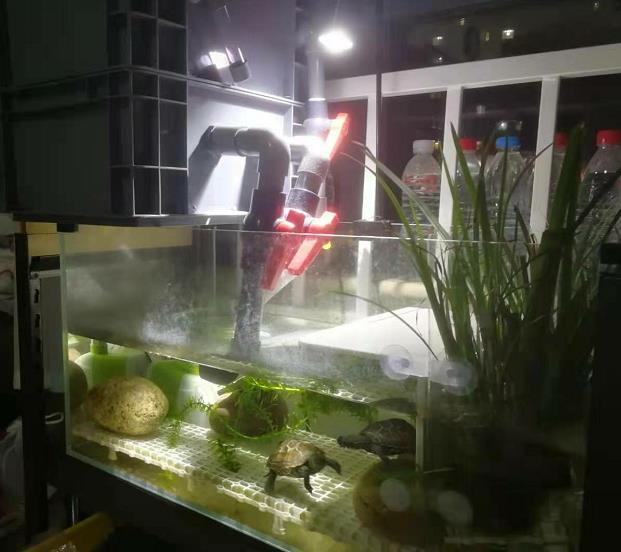 如何养好乌龟视频教程,怎么利用有限的空间养乌龟